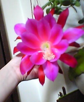 gekka.jpg 288��352 18K